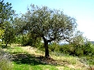 Finca en Cervera