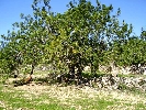Propriété Rurale en Cervera